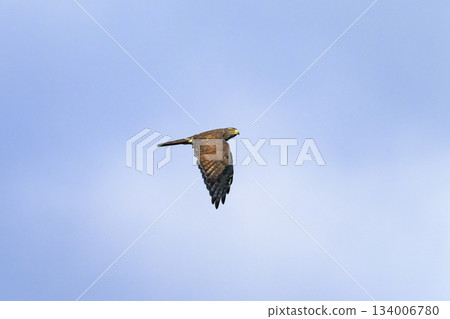 成年灰臉禿鷹的飛行 134006780
