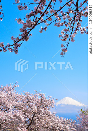 春天的櫻花富士山 134006815