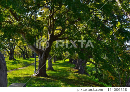 View of a nature path lined with trees 134006838
