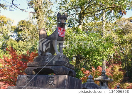 Fushimi Inari Taisha with autumn leaves Fushimi Inari Taisha with autumn leaves 134006868