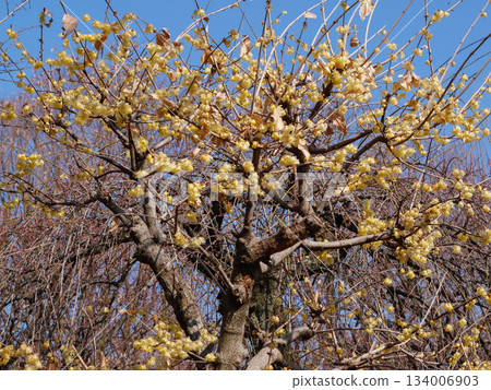 A roubai that shines in the blue sky 134006903