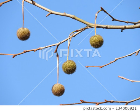 美國梧桐樹(又稱懸鈴木)的果實 美國梧桐樹(又稱懸鈴木)的果實 134006921