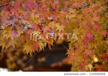 楓葉離開了紅葉 楓葉離開了紅葉 134006998