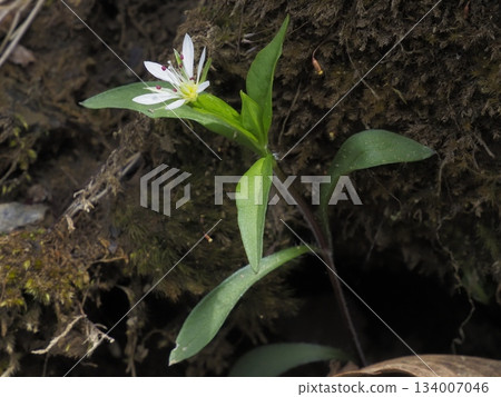 Higenewachigaiso blooming in the mountains in spring Higenewachigaiso blooming in the mountains in spring 134007046