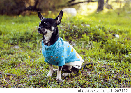 little cute dog in the costume on the grass 134007112