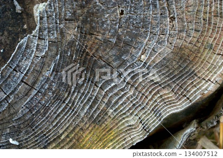 Stump with tree rings 134007512