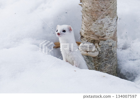 野生動物：北方鼬 134007597