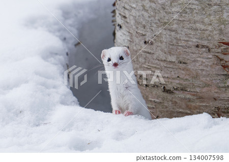 野生動物：北方鼬 134007598