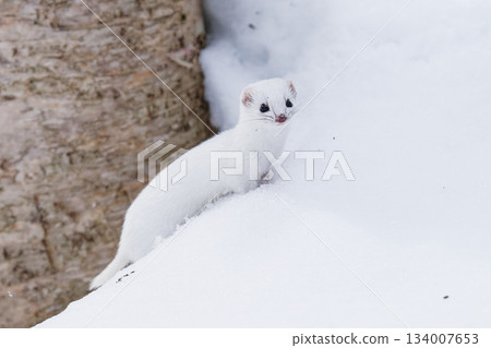 Wildlife: Northern weasel 134007653