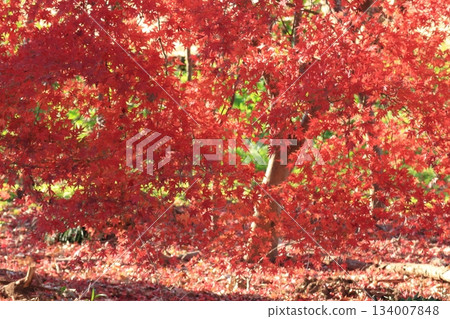 鮮紅的秋葉 134007848