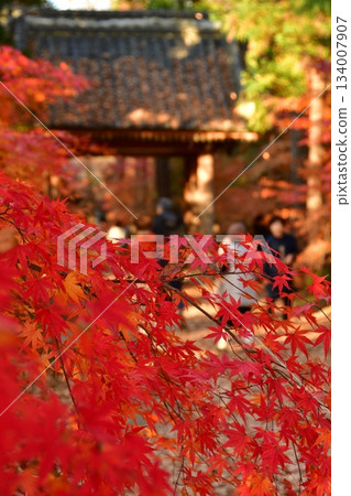 改變葉子的Momiji 134007907