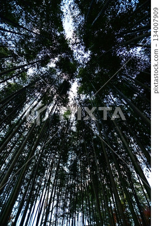 I look up at the bamboo grove 134007909