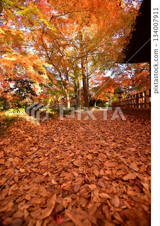 秋葉散落在石路上 134007911