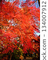 鮮紅的秋葉 134007912