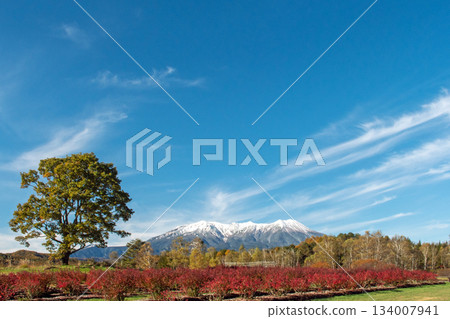 白雪皚皚的御嶽山和開田高原在好天氣下盛開 白雪皚皚的御嶽山和開田高原在好天氣下盛開 134007941