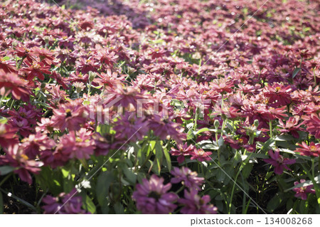 Variety plant decorate in landscaped garden,thailand 134008268