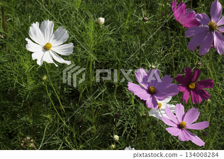 Variety plant decorate in landscaped garden,thailand 134008284