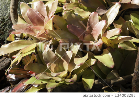 Variety plant decorate in landscaped garden,thailand 134008295