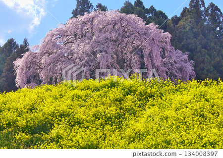 孤櫻－戰場上的垂枝櫻花（2010年5月） 134008397