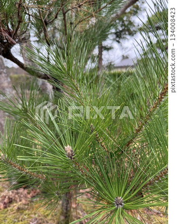 幼松枝 2 134008423