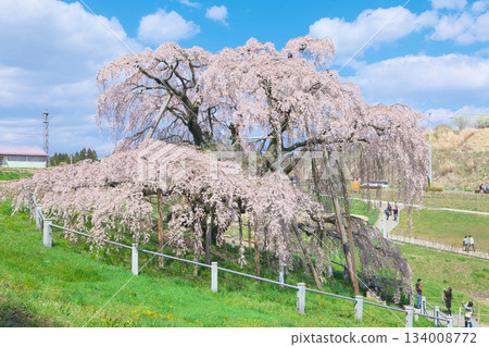 One Cherry Blossom - Miharu Takizakura in full bloom against the blue sky (2010) 134008772