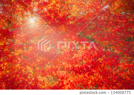 Enkianthus radiant in the light Enkianthus radiant in the light 134008775