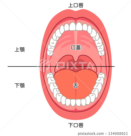 口腔內部:口腔結構 口腔內部:口腔結構 134008921
