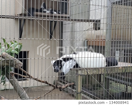 放鬆的領狐猴-3 放鬆的領狐猴-3 134008941