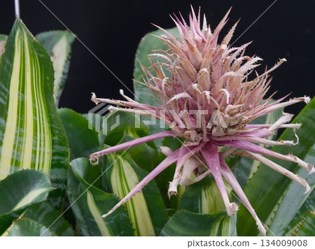 bromeliaceae, botanic, botanical 134009008