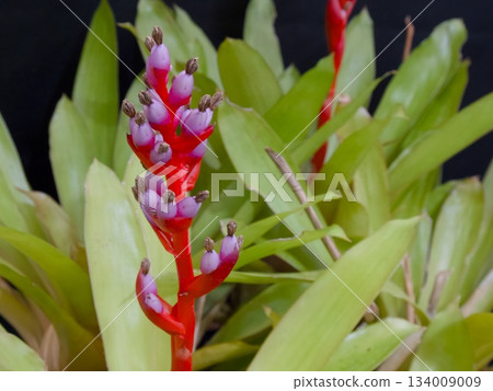 botanic, botanical, vegetative 134009009