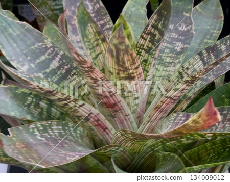 植物 植物學 植物的 134009012
