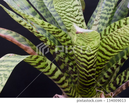 foliage plant, botanic, botanical 134009013