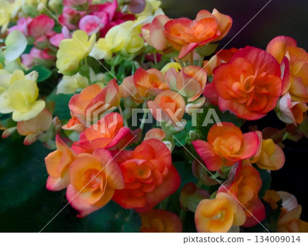 Bulgaria Begonia 134009014