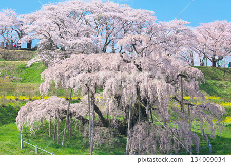 一朵櫻花-盛開的絢麗迷人的瀧櫻美春(2010) 一朵櫻花-盛開的絢麗迷人的瀧櫻美春(2010) 134009034