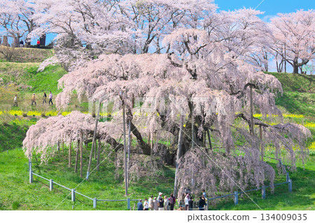 One Cherry Blossom - The vibrant and alluring Miharu Takizakura in full bloom (2010) One Cherry Blossom - The vibrant and alluring Miharu Takizakura in full bloom (2010) 134009035