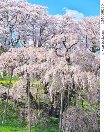 One Cherry Blossom - The vibrant and alluring Miharu Takizakura in full bloom (2010) 134009039