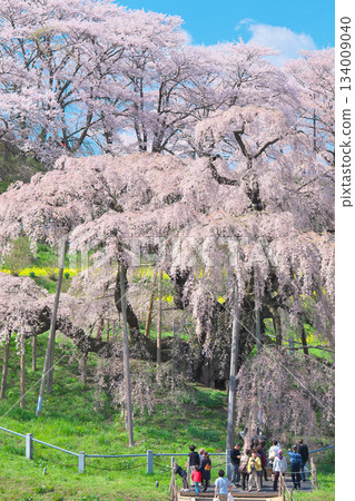 One Cherry Blossom - The vibrant and alluring Miharu Takizakura in full bloom (2010) 134009040