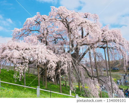 Single Cherry Blossom - Miharu Takizakura in full bloom that shines against the blue sky (2023) Single Cherry Blossom - Miharu Takizakura in full bloom that shines against the blue sky (2023) 134009101