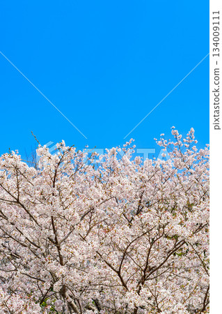 Spring's bright blue sky and cherry blossoms in full bloom 134009111