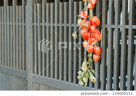 妻籠宿一棟聯排別墅的黑色格子門上掛滿了秋季燈籠果。 妻籠宿一棟聯排別墅的黑色格子門上掛滿了秋季燈籠果。 134009151