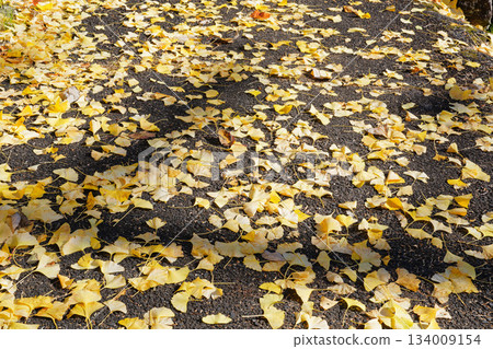 A carpet of yellow ginkgo leaves spreads across the asphalt ground A carpet of yellow ginkgo leaves spreads across the asphalt ground 134009154