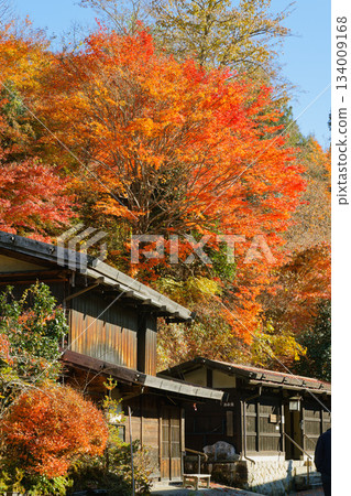 Wooden houses of Tsumago-juku surrounded by autumn leaves and the autumn scenery of the mountains Wooden houses of Tsumago-juku surrounded by autumn leaves and the autumn scenery of the mountains 134009168