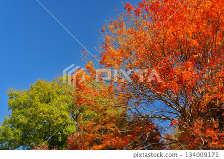 湛藍天空下，紅橙相間的楓樹與綠樹形成鮮明對比。 134009171