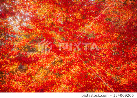 燃燒鮮紅色的 Enkianthus perulatus 燃燒鮮紅色的 Enkianthus perulatus 134009206