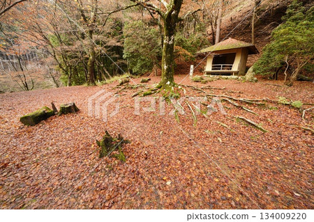 Saigyo-an buried in fallen leaves Saigyo-an buried in fallen leaves 134009220