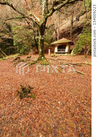 Saigyo-an buried in fallen leaves Saigyo-an buried in fallen leaves 134009223