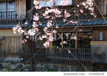 Cherry Blossoms of Gion, Kyoto, Part 1 134009248