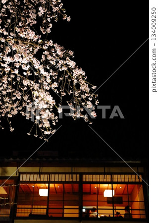 京都祇園的夜櫻 134009250
