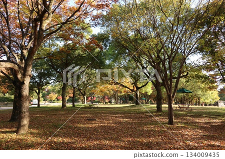 秋季/秋葉大阪花卉博覽會紀念公園鶴見綠地 134009435