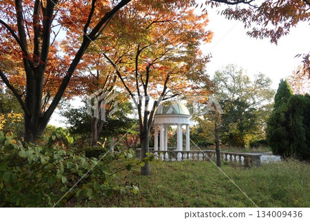 秋季/秋葉大阪花卉博覽會紀念公園鶴見綠地 秋季/秋葉大阪花卉博覽會紀念公園鶴見綠地 134009436